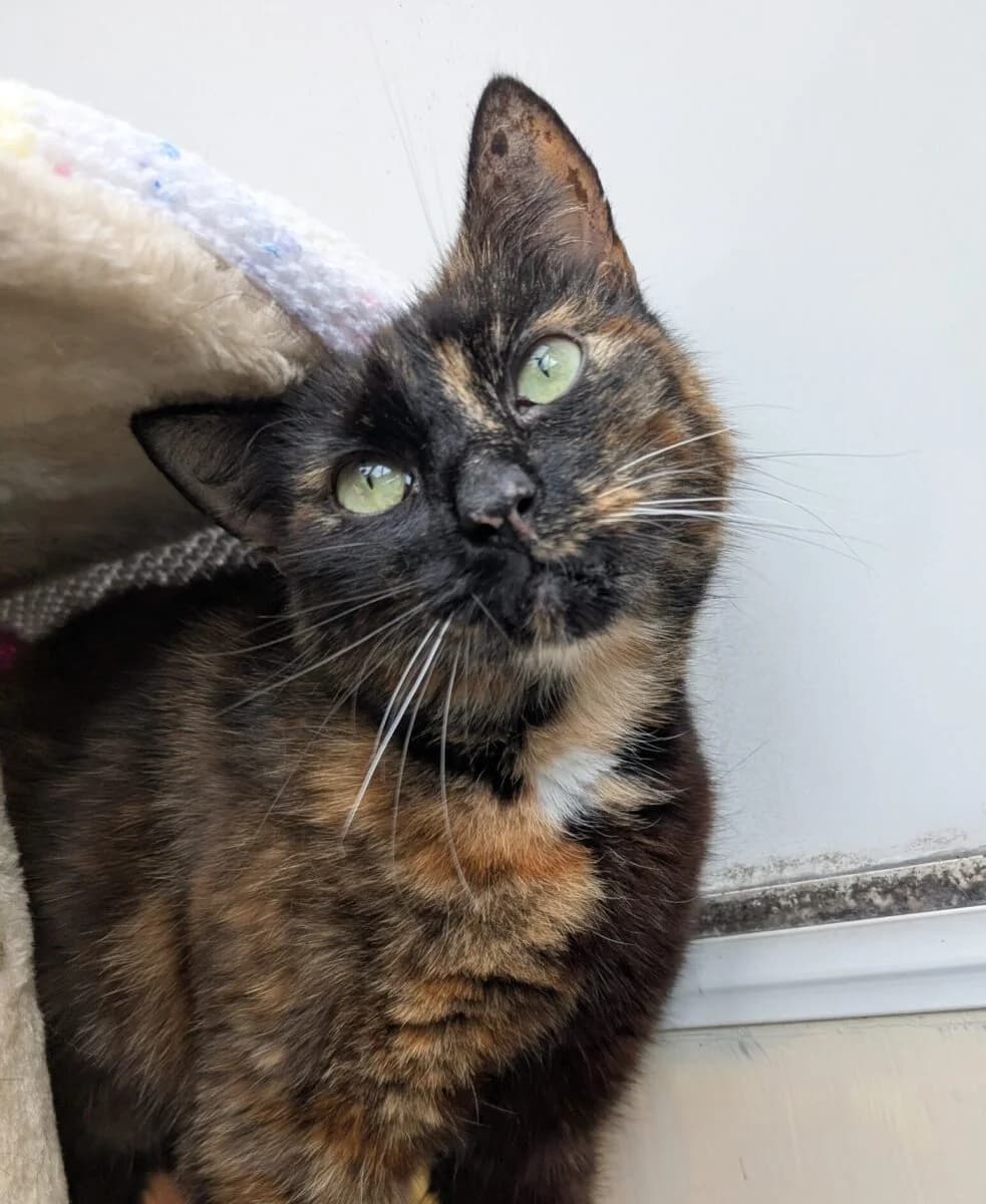 Donna, female senior Mixed Breed for adoption at Newcastle Dog and Cat Shelter, Newcastle