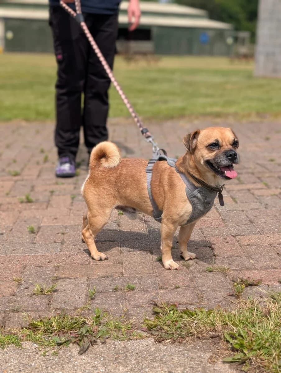 Doug, male 7yo Mixed Breed for adoption at Newcastle Dog and Cat Shelter, Newcastle
