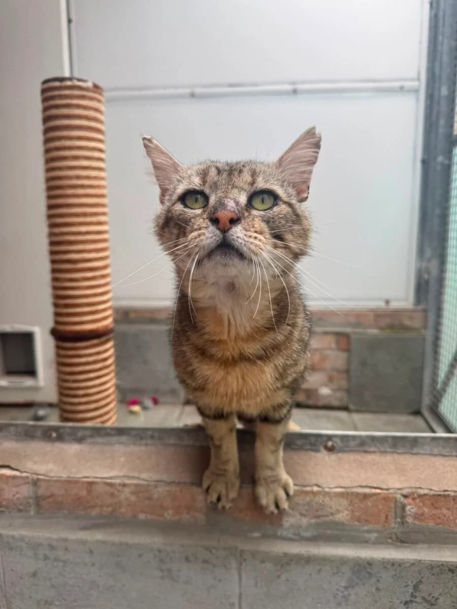 Duncan, male senior Mixed Breed for adoption at Newcastle Dog and Cat Shelter, Newcastle