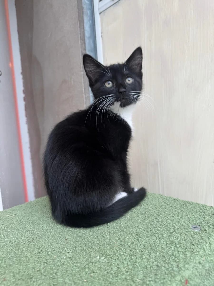 Dusty,  Mixed Breed for adoption at Newcastle Dog and Cat Shelter, Newcastle