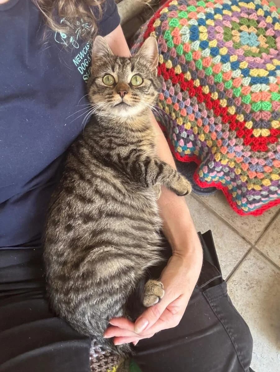 Fig,  Mixed Breed for adoption at Newcastle Dog and Cat Shelter, Newcastle