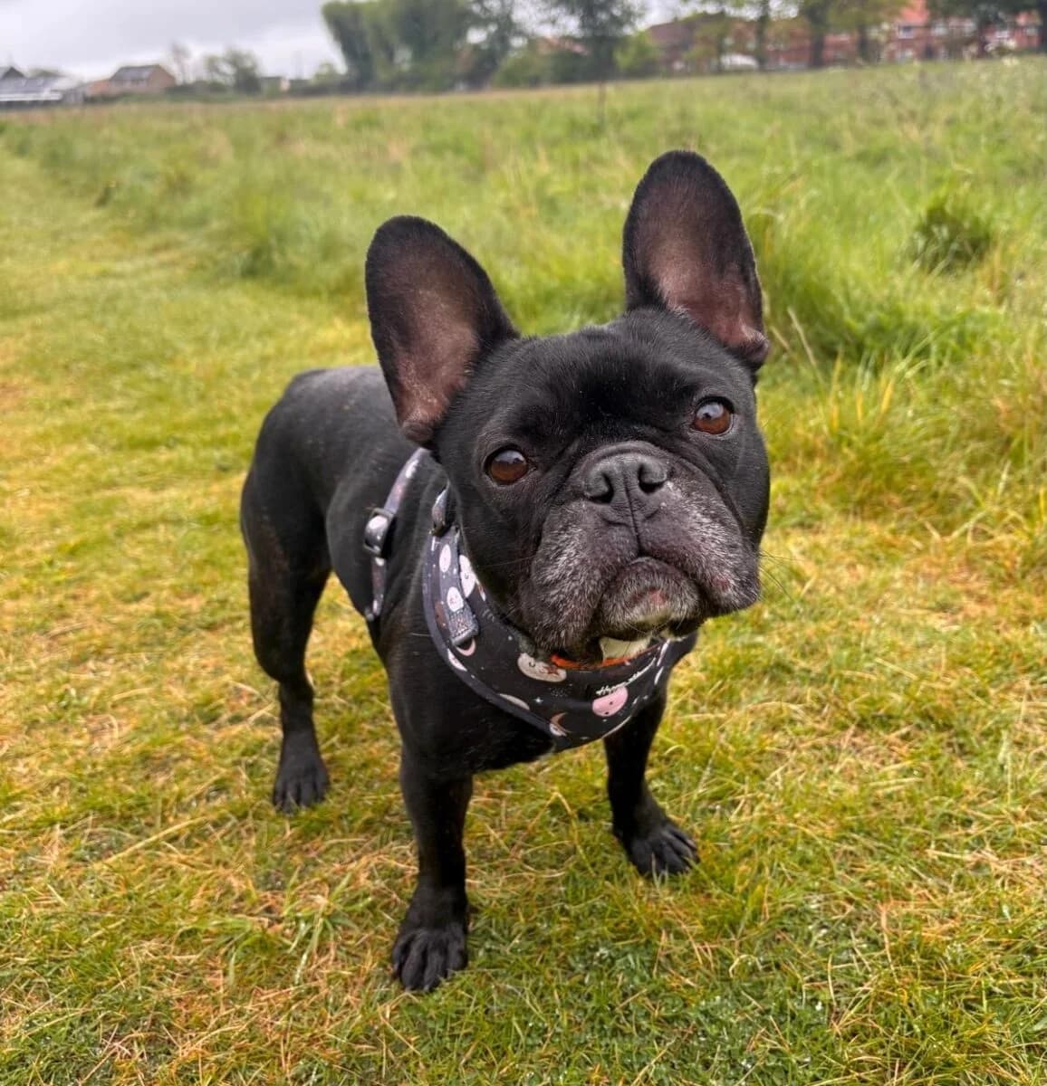 Frankie, female 4yo English Bulldog for adoption at Newcastle Dog and Cat Shelter, Newcastle