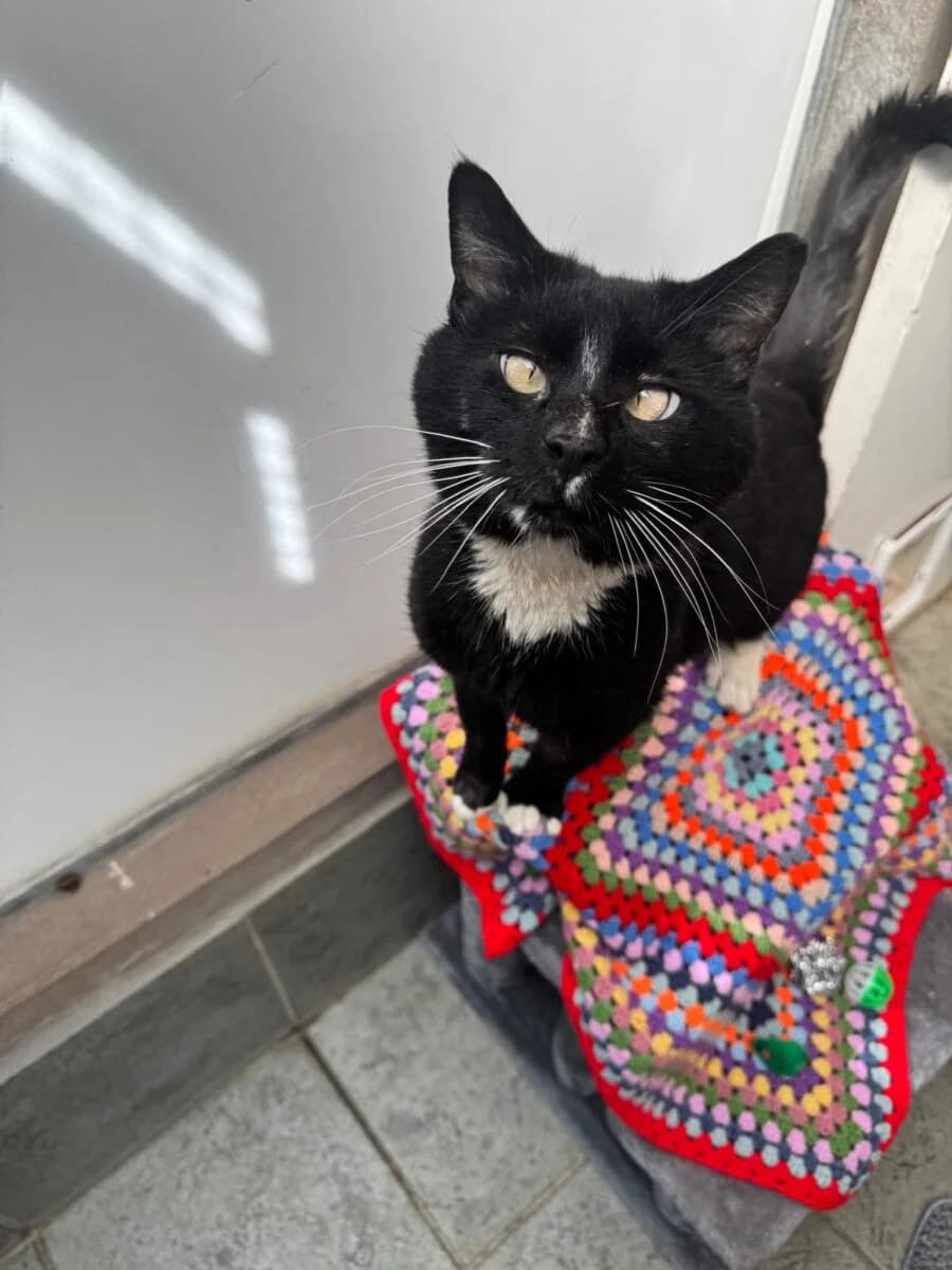 Franklin,  senior Mixed Breed for adoption at Newcastle Dog and Cat Shelter, Newcastle
