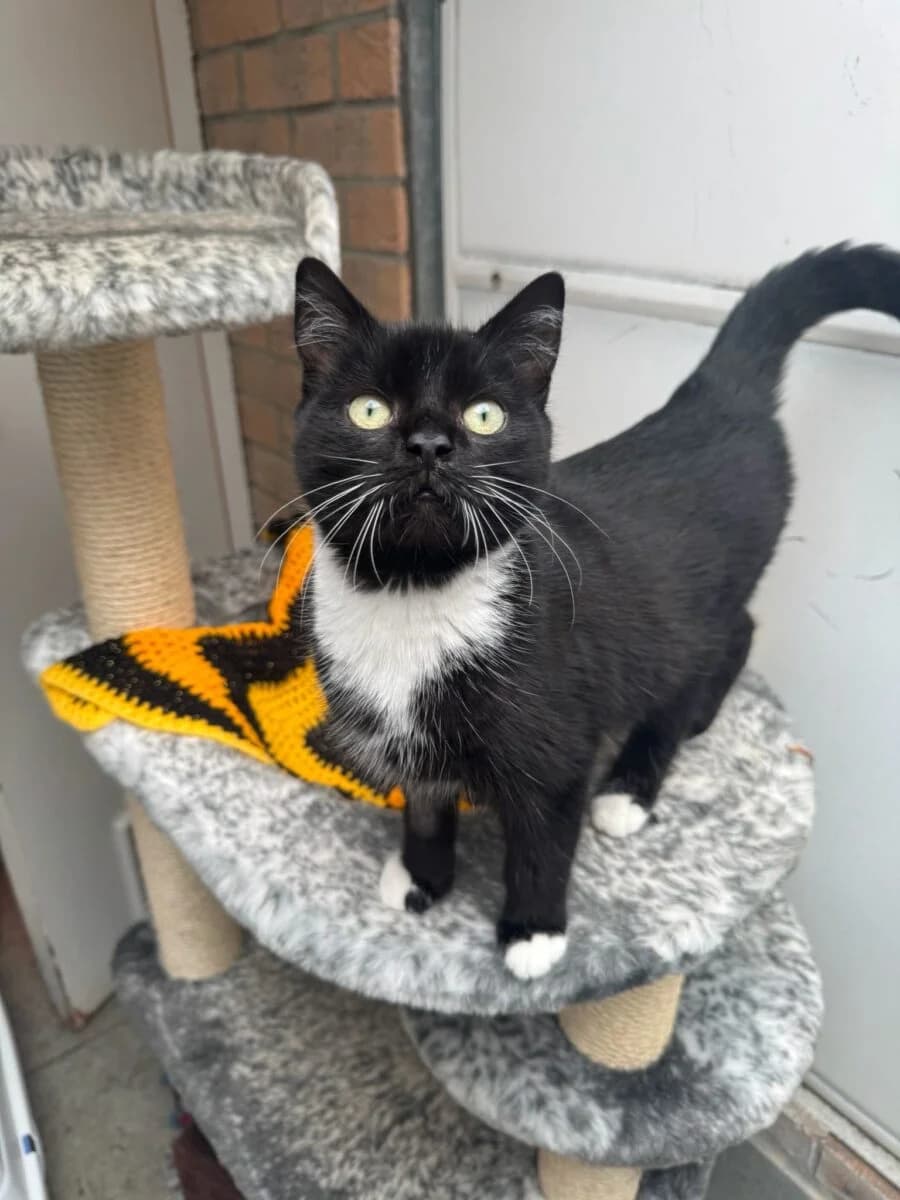 Fraser, Mixed Breed (Newcastle Dog and Cat Shelter)