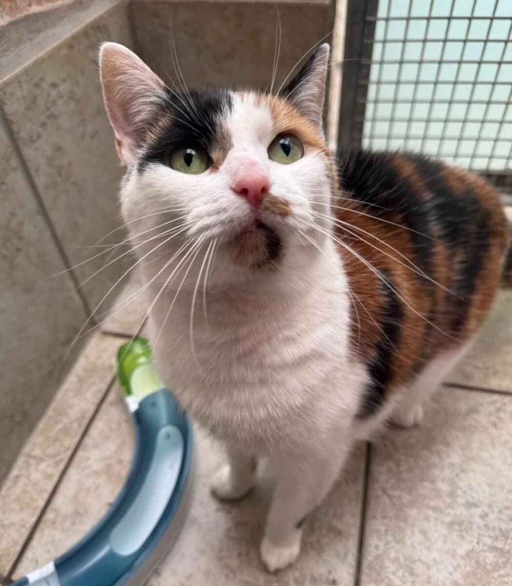 Gin, female 6yo Mixed Breed for adoption at Newcastle Dog and Cat Shelter, Newcastle