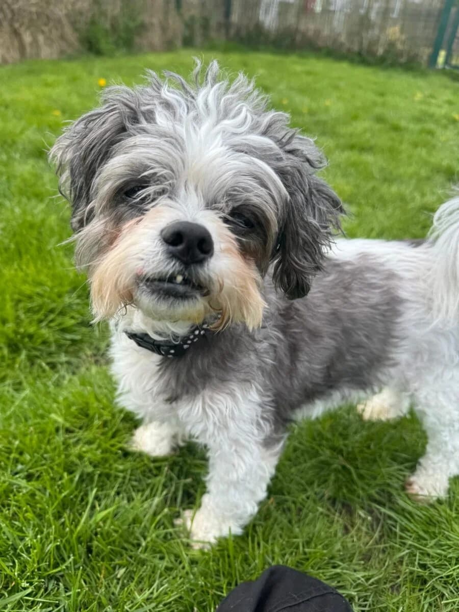 Gizmo, male senior Mixed Breed for adoption at Newcastle Dog and Cat Shelter, Newcastle