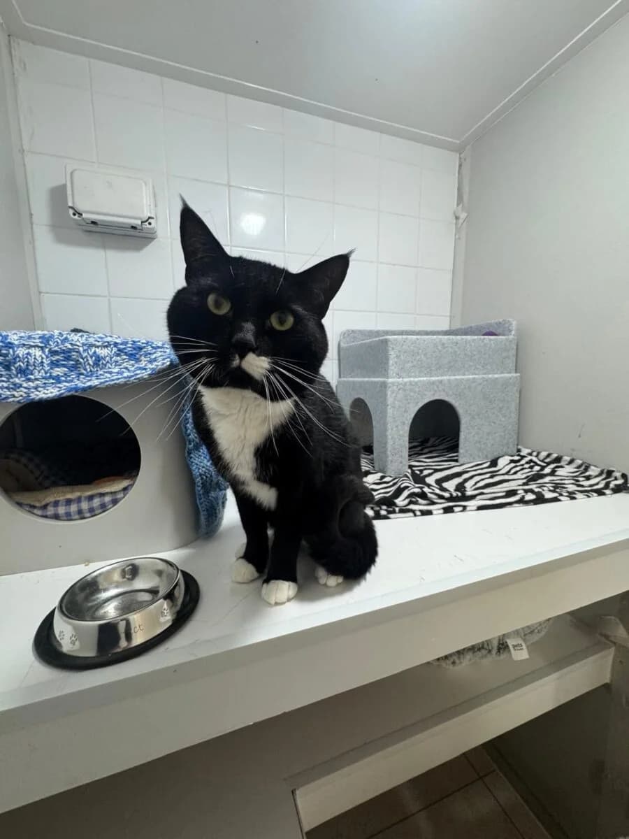 Goku, male Mixed Breed for adoption at Newcastle Dog and Cat Shelter, Newcastle