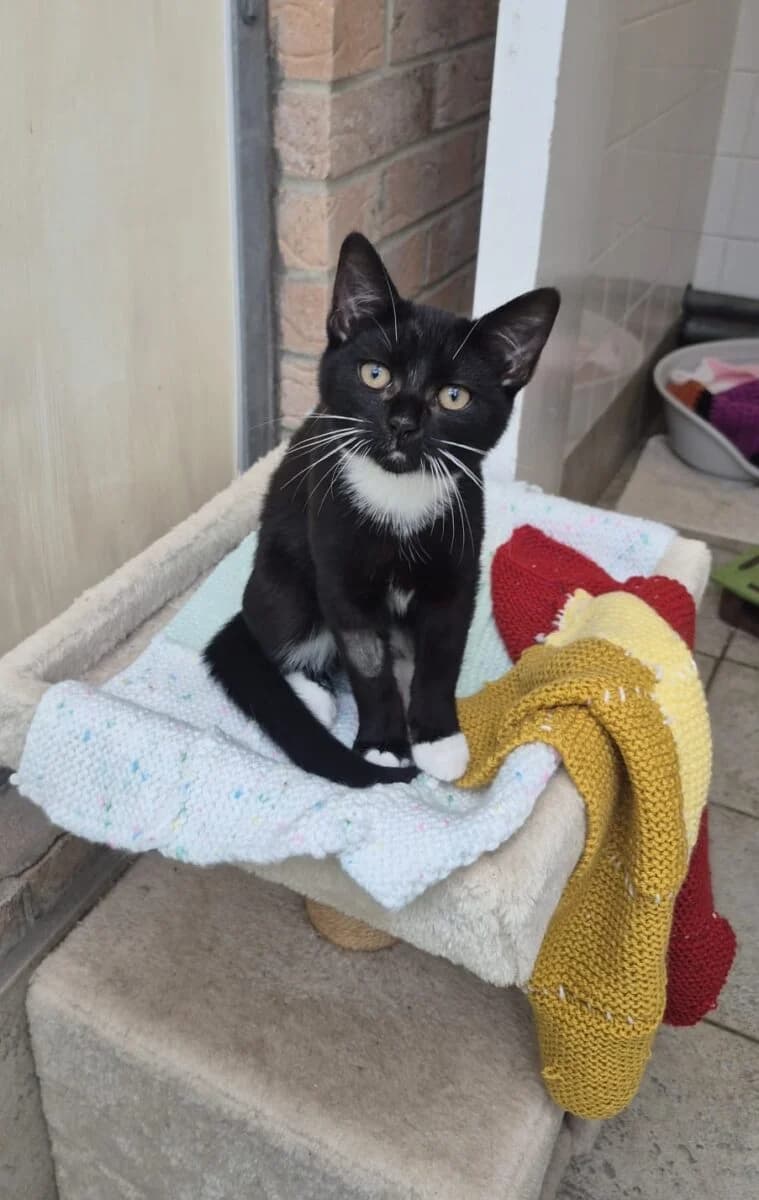 Heidi, female puppy Mixed Breed for adoption at Newcastle Dog and Cat Shelter, Newcastle