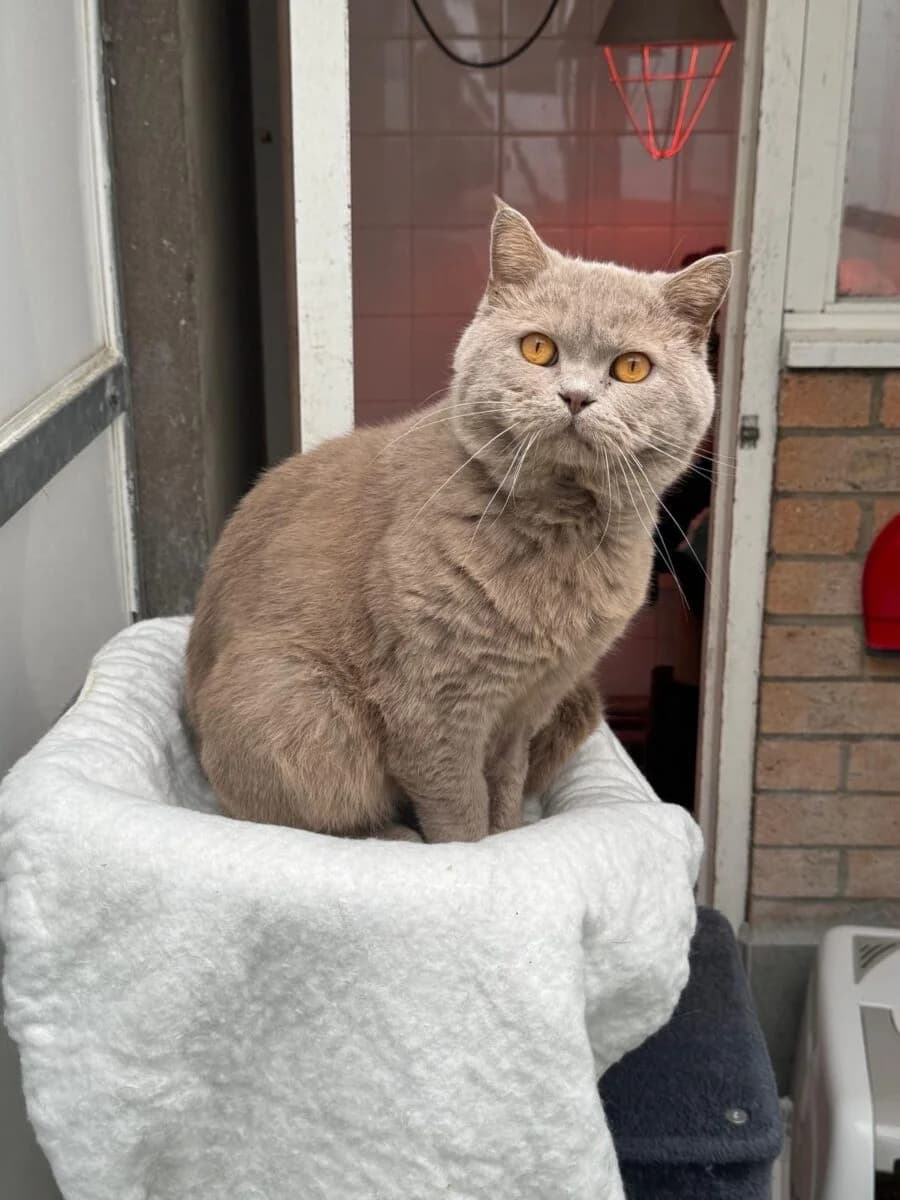 Henry, male Mixed Breed for adoption at Newcastle Dog and Cat Shelter, Newcastle