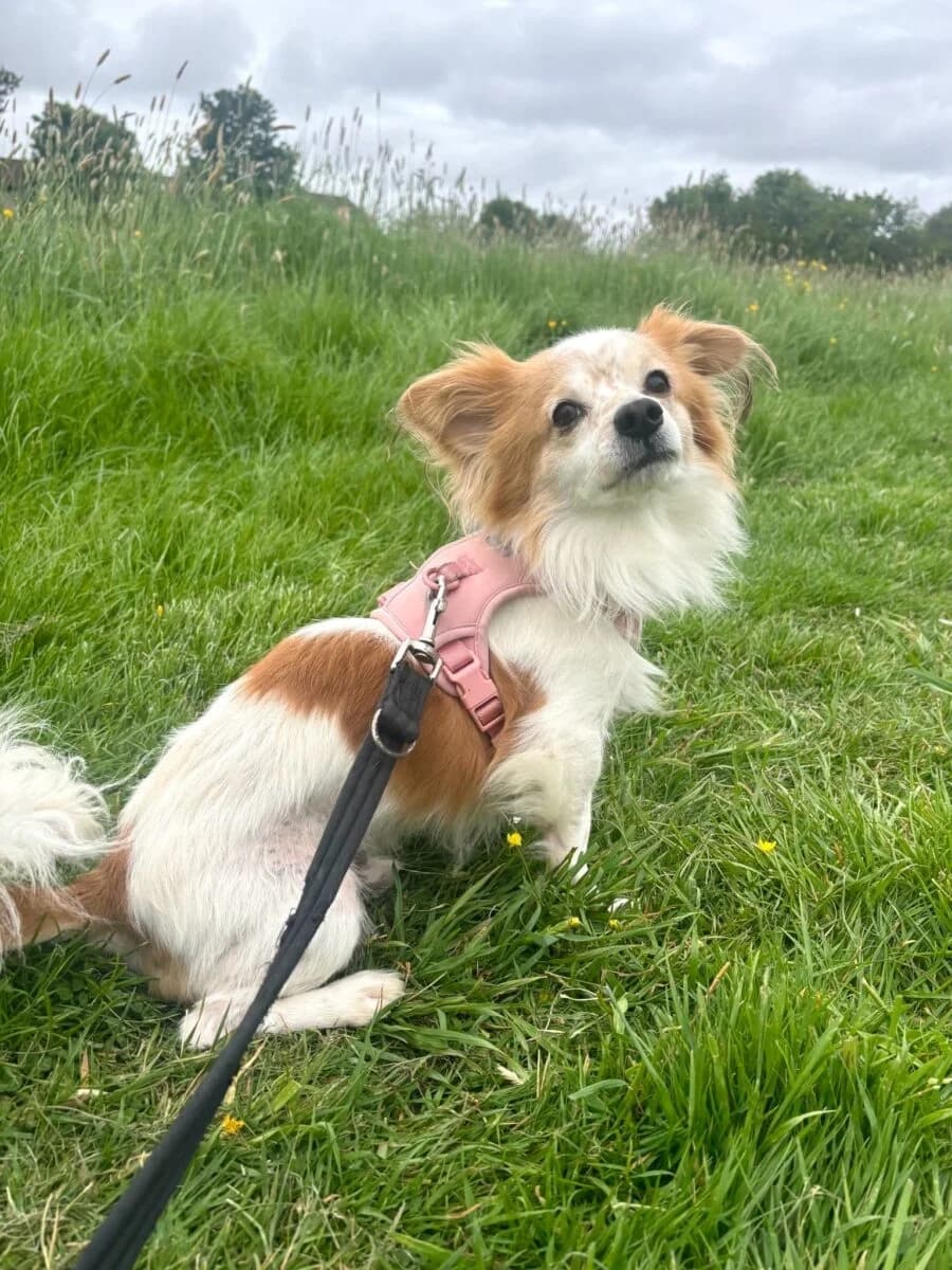 Hercules, male 6yo Mixed Breed for adoption at Newcastle Dog and Cat Shelter, Newcastle
