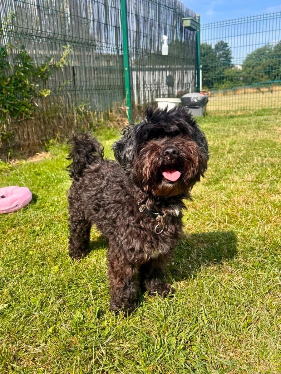 Jack, male 6yo Cockapoo for adoption at Newcastle Dog and Cat Shelter, Newcastle
