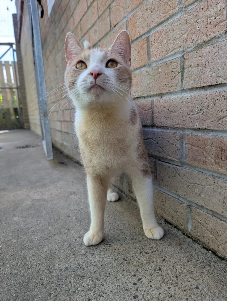 Jeff, male mixed breed for adoption at Newcastle Dog and Cat Shelter, Newcastle