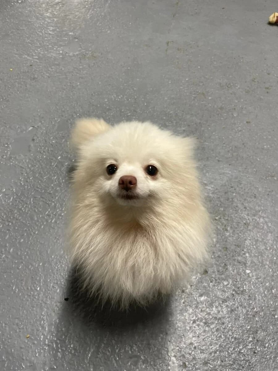 Jewel, female young Pomeranian for adoption at Newcastle Dog and Cat Shelter, Newcastle