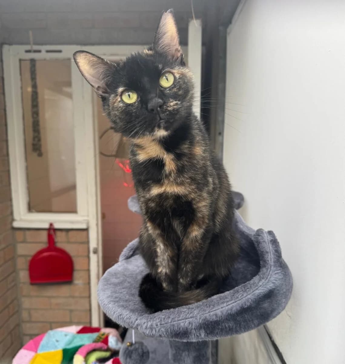 Jojo, female Mixed Breed for adoption at Newcastle Dog and Cat Shelter, Newcastle