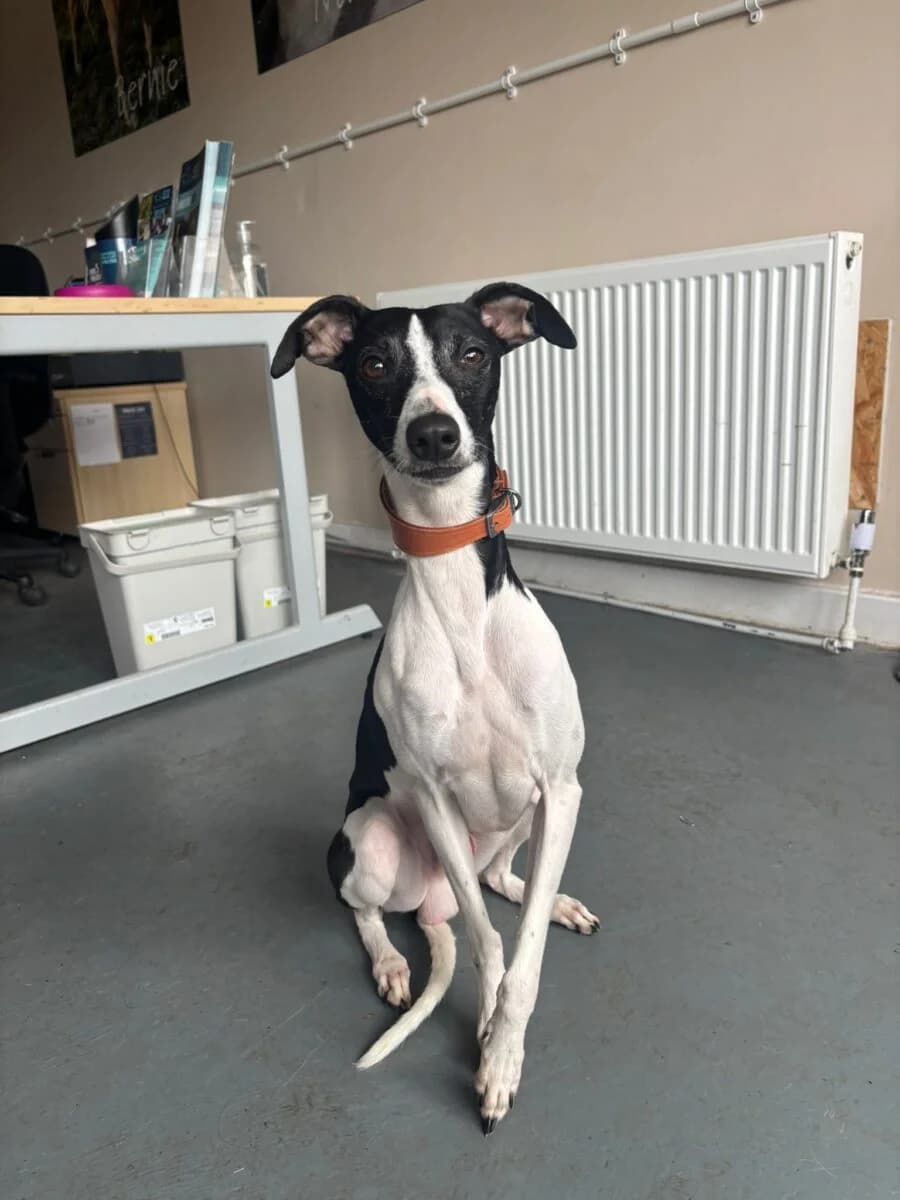 Jordy, male 4yo Whippet for adoption at Newcastle Dog and Cat Shelter, Newcastle