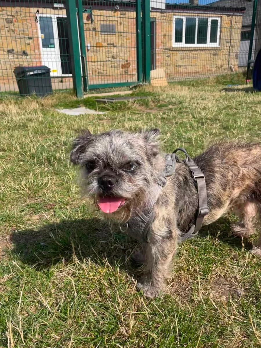 Judy, female Mixed Breed for adoption at Newcastle Dog and Cat Shelter, Newcastle