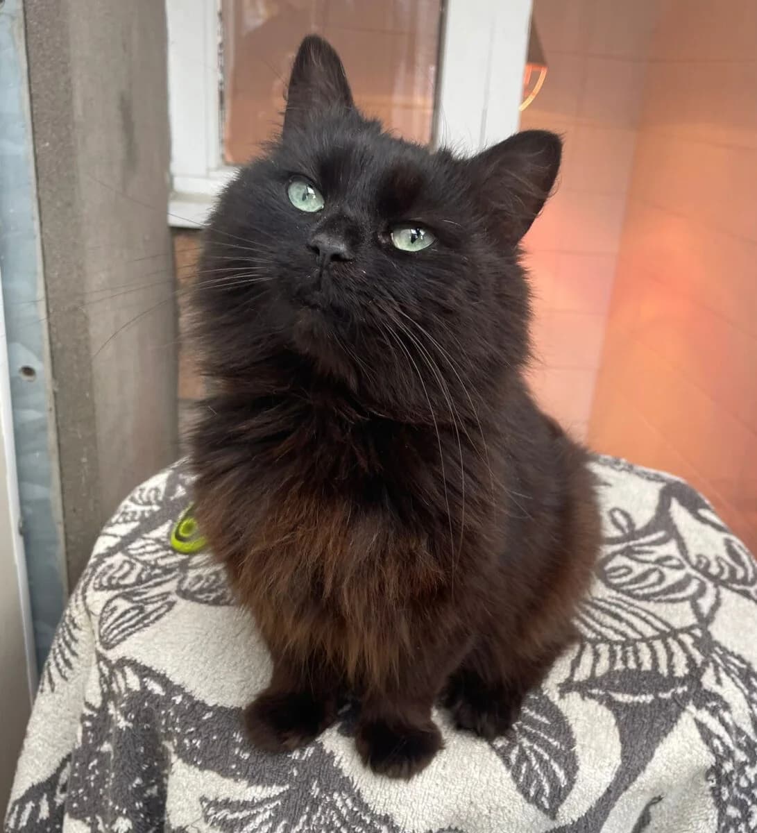 Juno, female senior Mixed Breed for adoption at Newcastle Dog and Cat Shelter, Newcastle