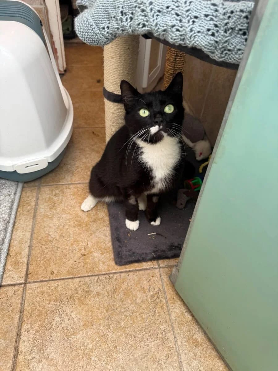 Karen, female 4yo Mixed Breed for adoption at Newcastle Dog and Cat Shelter, Newcastle