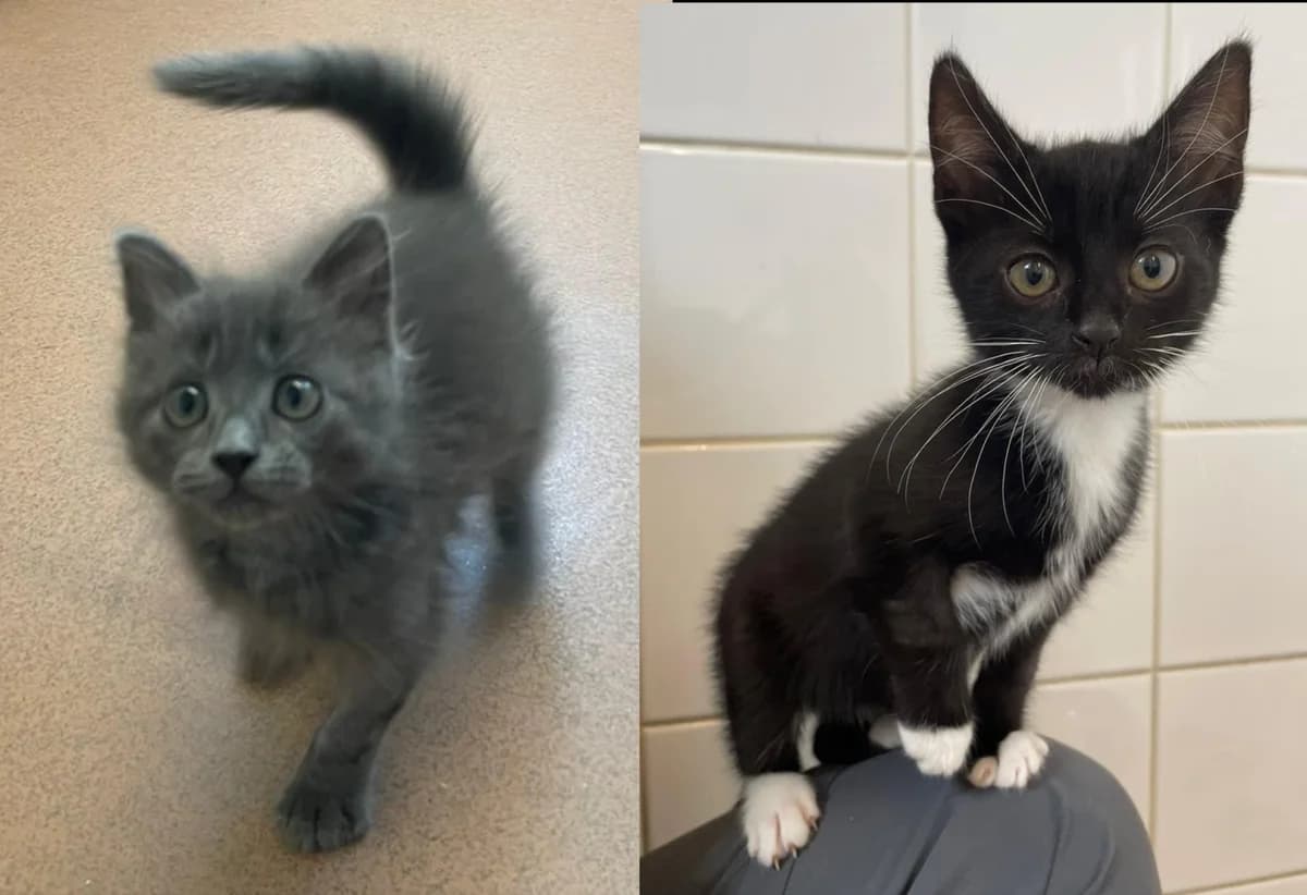 Kittens, female puppy Mixed Breed for adoption at Newcastle Dog and Cat Shelter, Newcastle