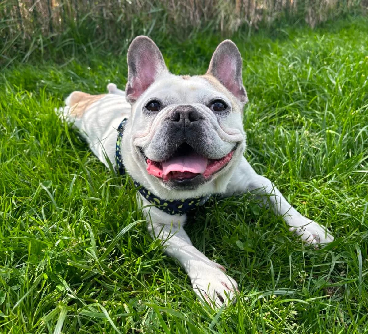 Koda, male 4yo English Bulldog for adoption at Newcastle Dog and Cat Shelter, Newcastle