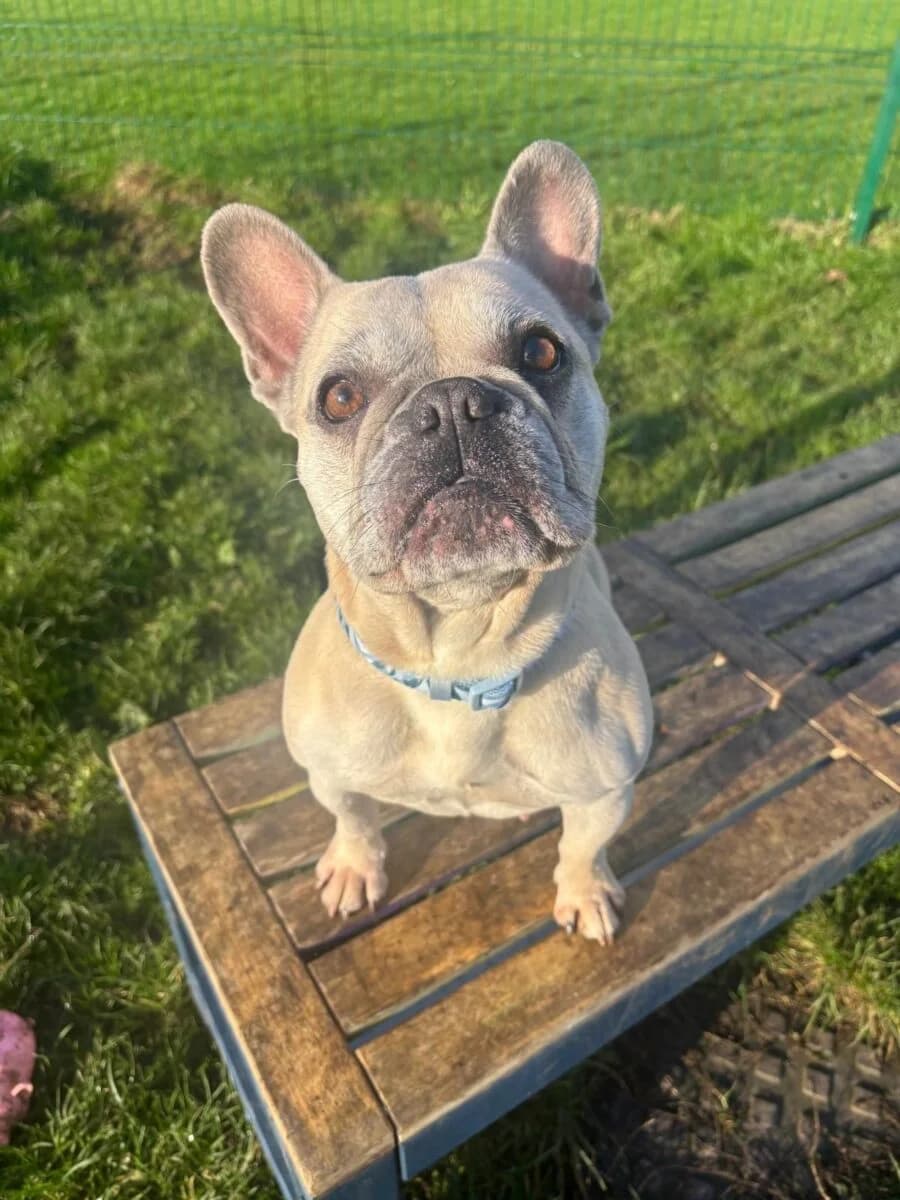 Layla, female 5yo English Bulldog for adoption at Newcastle Dog and Cat Shelter, Newcastle