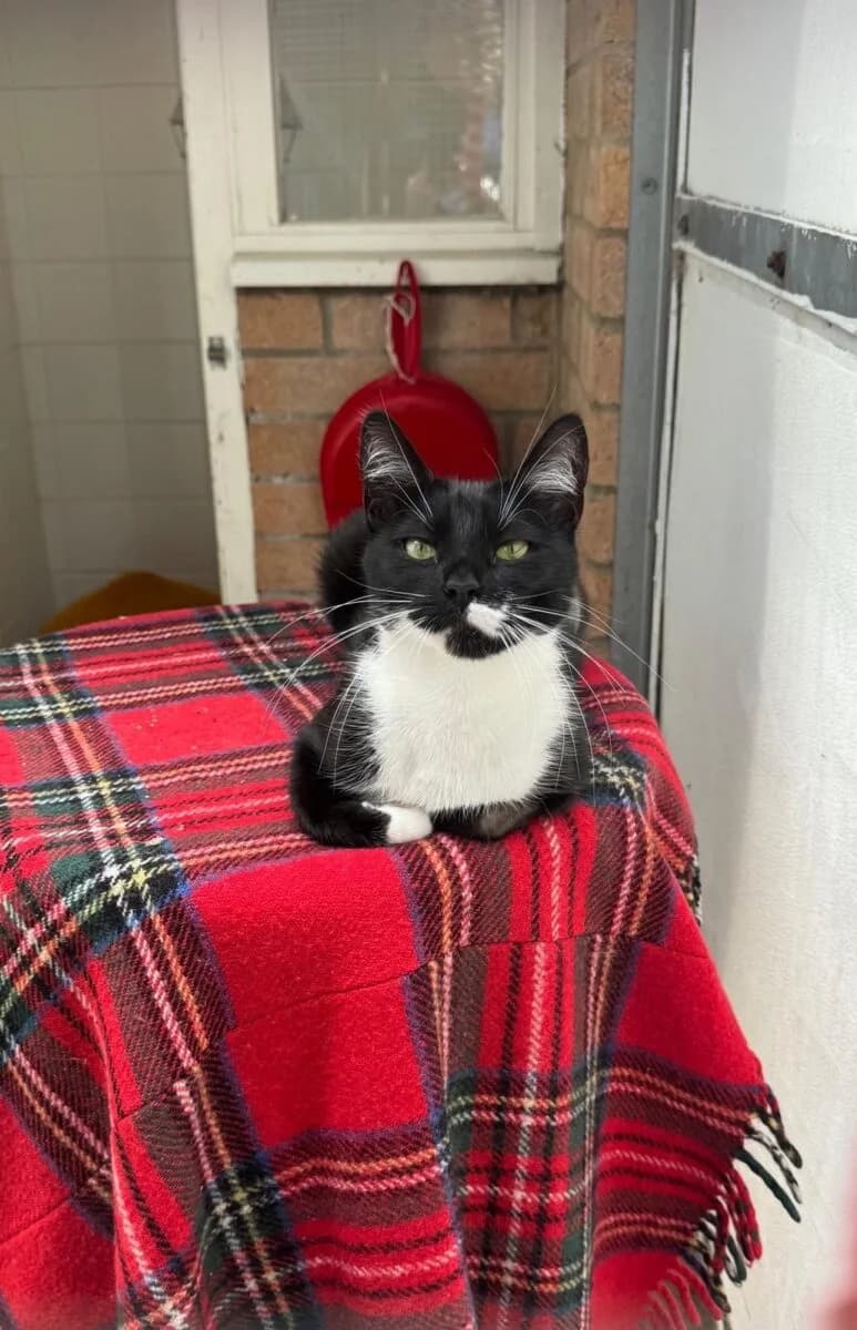 Luna,  4yo Mixed Breed for adoption at Newcastle Dog and Cat Shelter, Newcastle