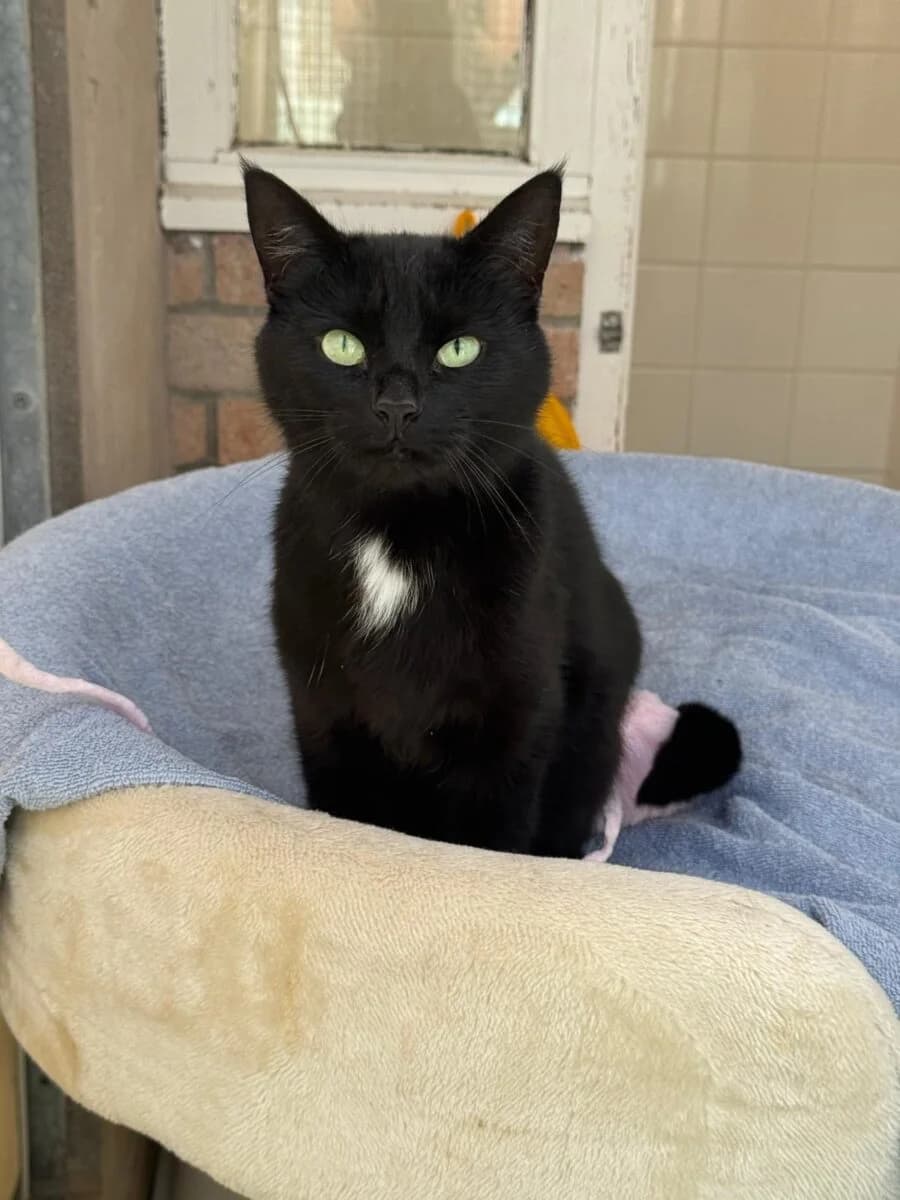 Luna, female 5yo Mixed Breed for adoption at Newcastle Dog and Cat Shelter, Newcastle
