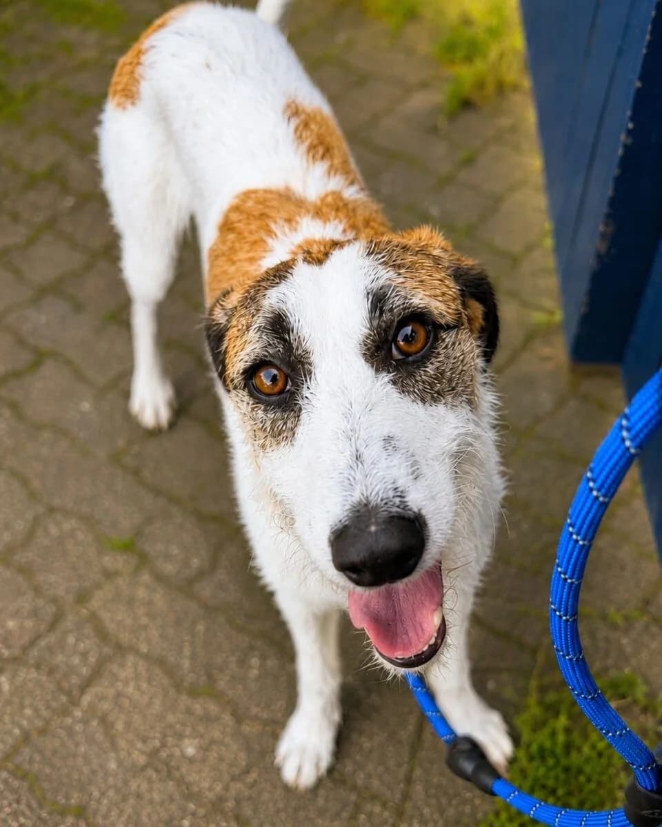 Melba, female puppy Lurcher for adoption at Newcastle Dog and Cat Shelter, Newcastle