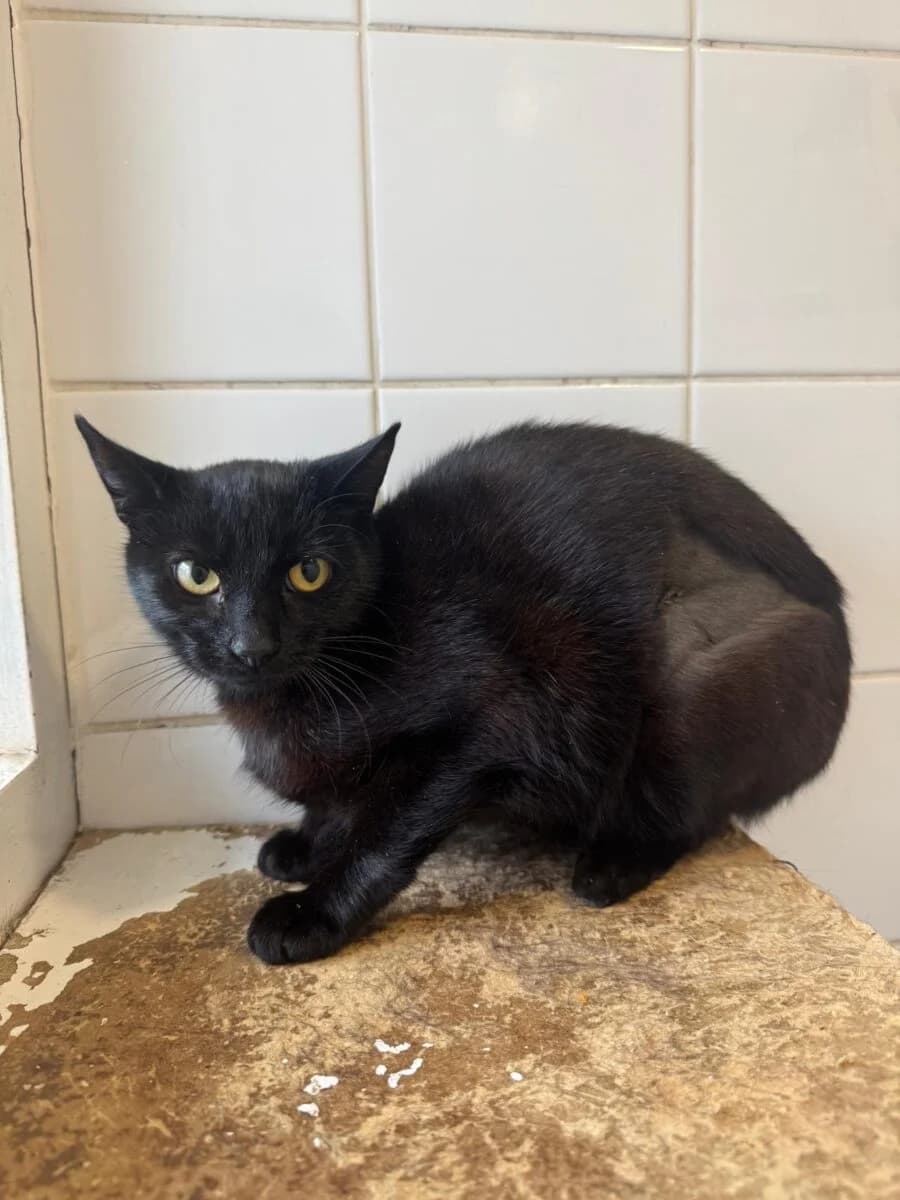 Mildred, female young Mixed Breed for adoption at Newcastle Dog and Cat Shelter, Newcastle
