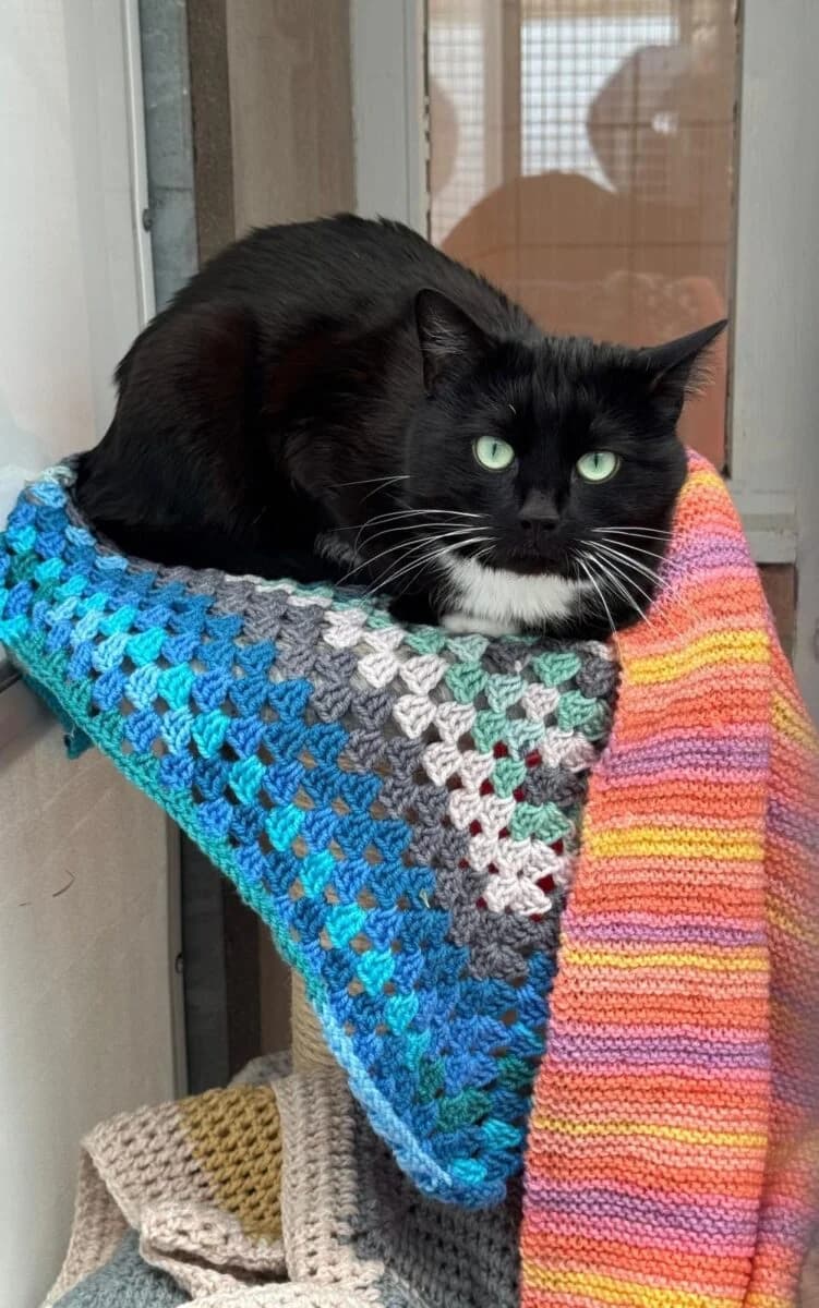 Millie, male Mixed Breed for adoption at Newcastle Dog and Cat Shelter, Newcastle