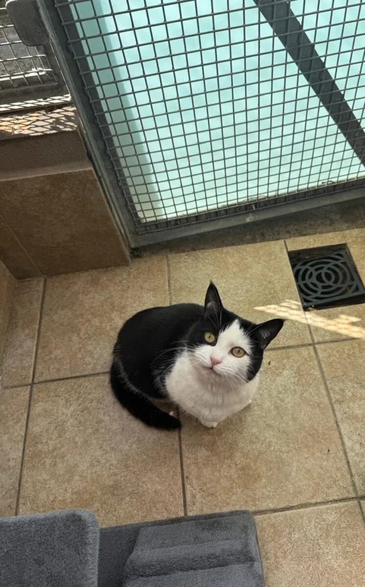 Molly, female Mixed Breed for adoption at Newcastle Dog and Cat Shelter, Newcastle