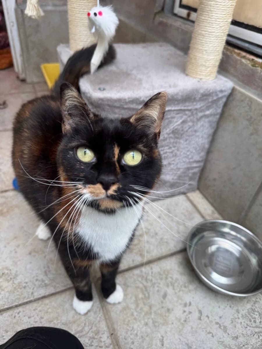 Moose, female Mixed Breed for adoption at Newcastle Dog and Cat Shelter, Newcastle