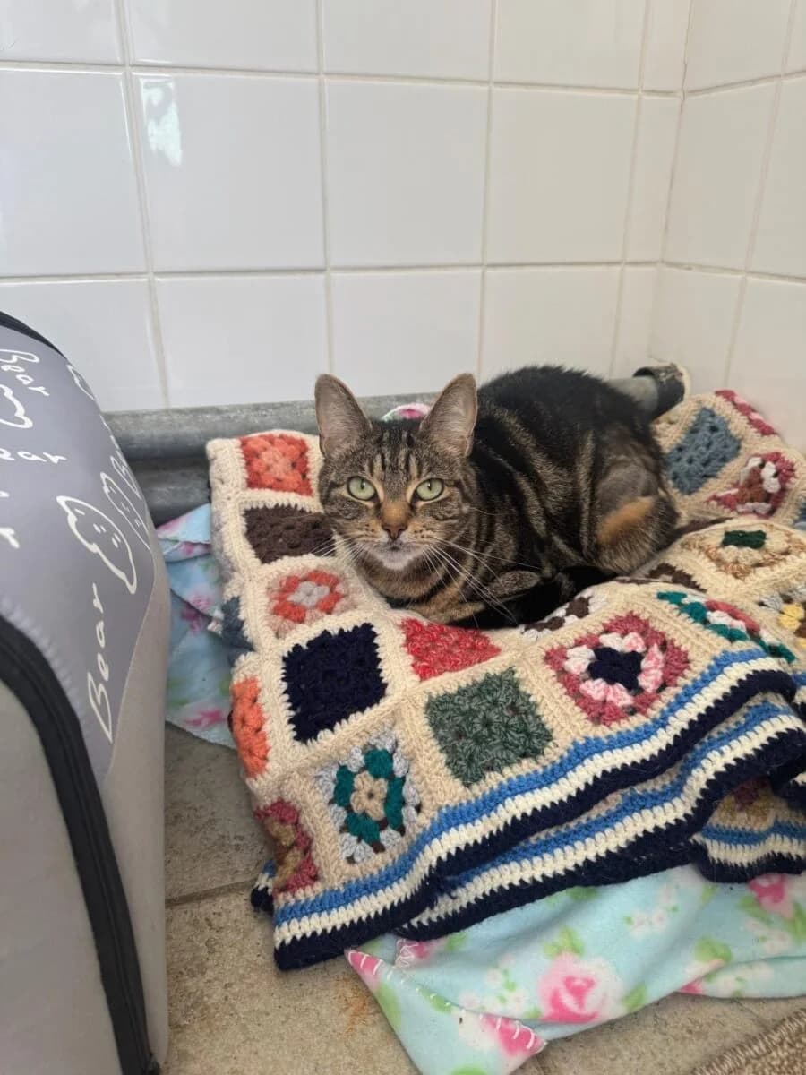 Nala, female Mixed Breed for adoption at Newcastle Dog and Cat Shelter, Newcastle