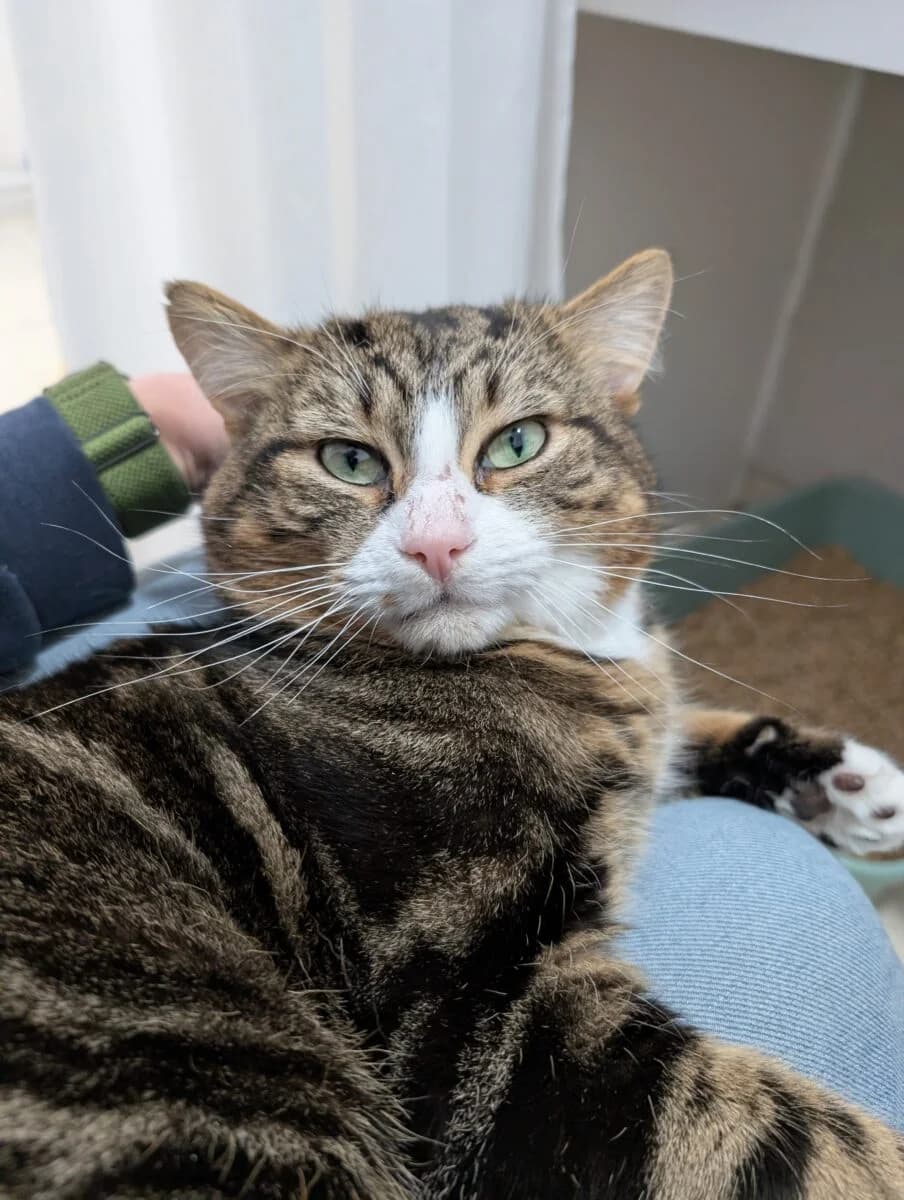 Oreo,  senior Mixed Breed for adoption at Newcastle Dog and Cat Shelter, Newcastle
