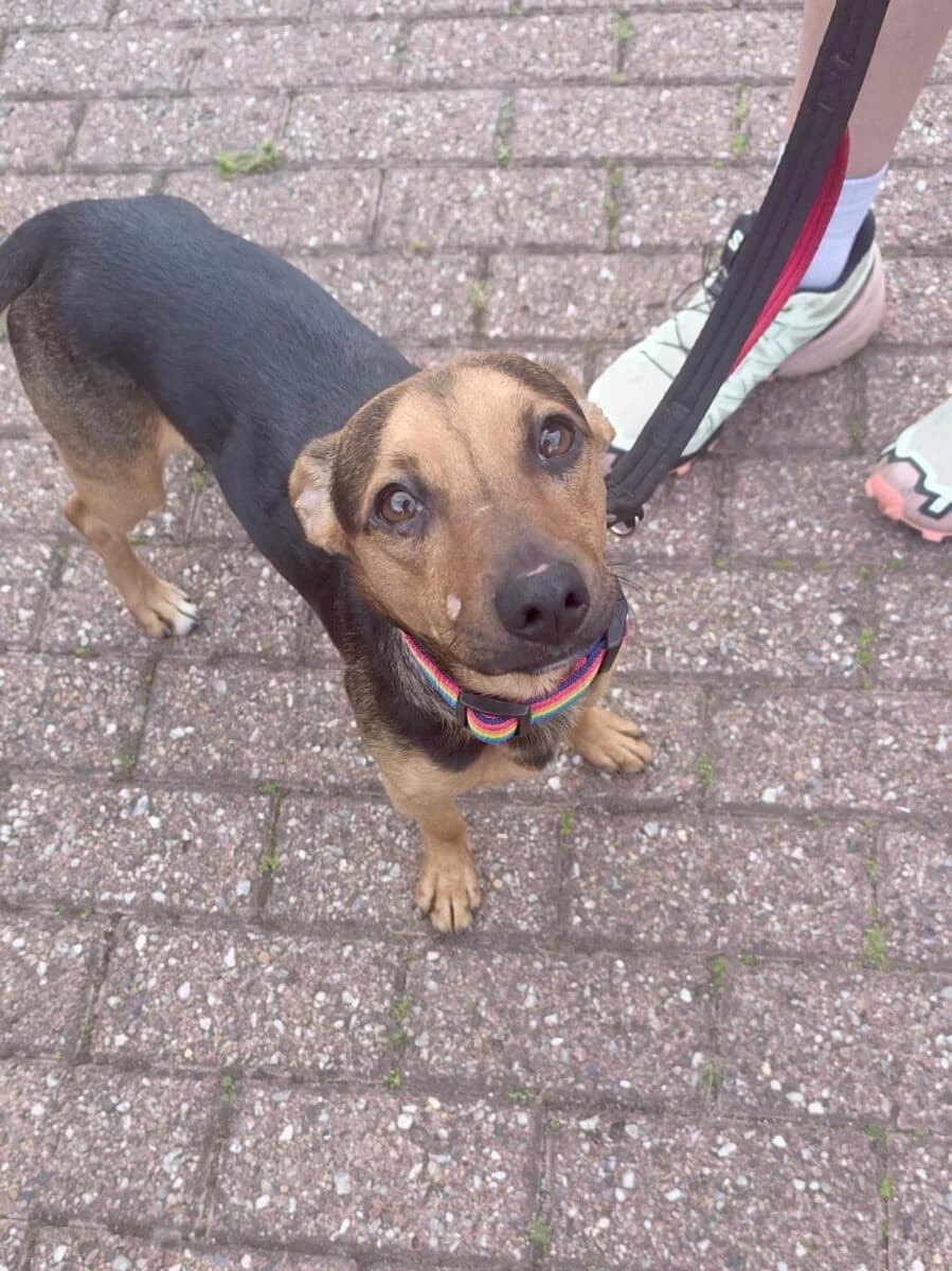 Otto, male puppy mixed breed for adoption at Newcastle Dog and Cat Shelter, Newcastle