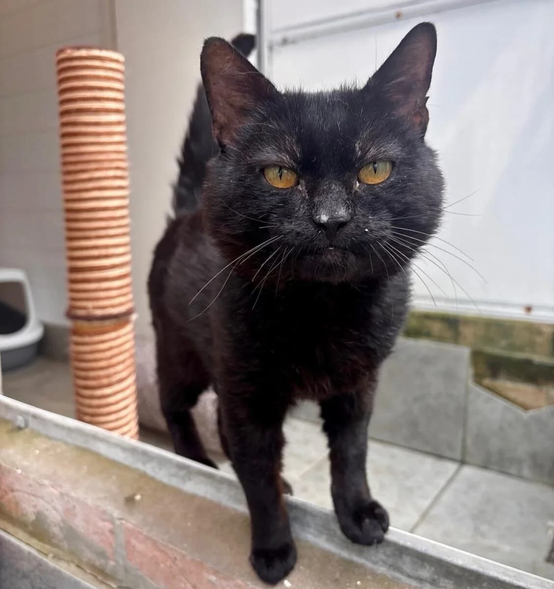Pod, male senior Mixed Breed for adoption at Newcastle Dog and Cat Shelter, Newcastle