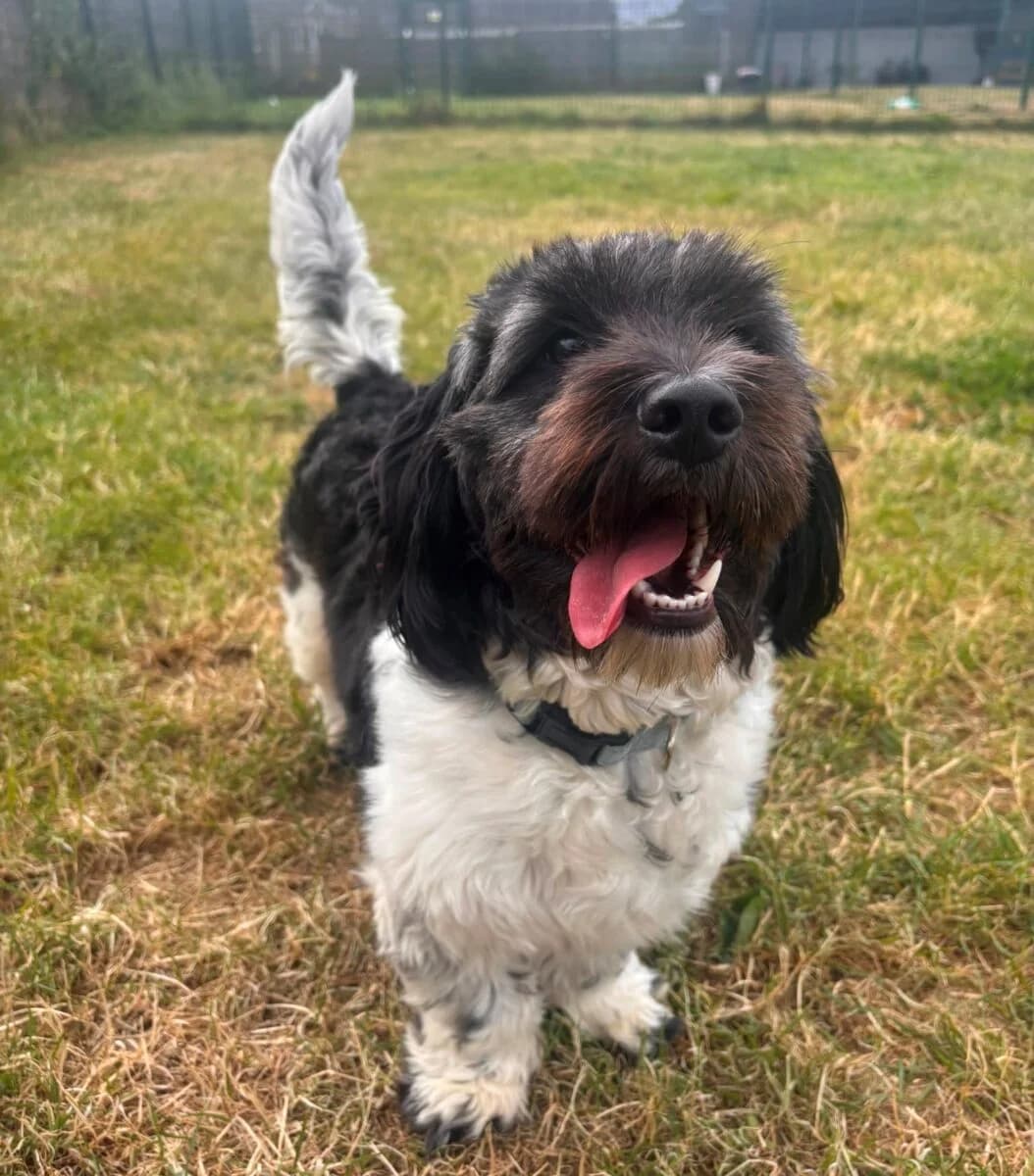 Raine, female young Mixed Breed for adoption at Newcastle Dog and Cat Shelter, Newcastle