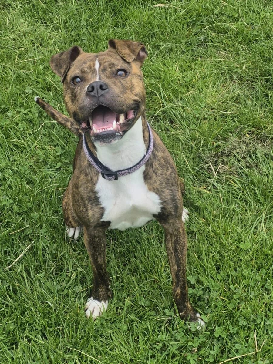 Ramona, female young Staffordshire Bull Terrier for adoption at Newcastle Dog and Cat Shelter, Newcastle