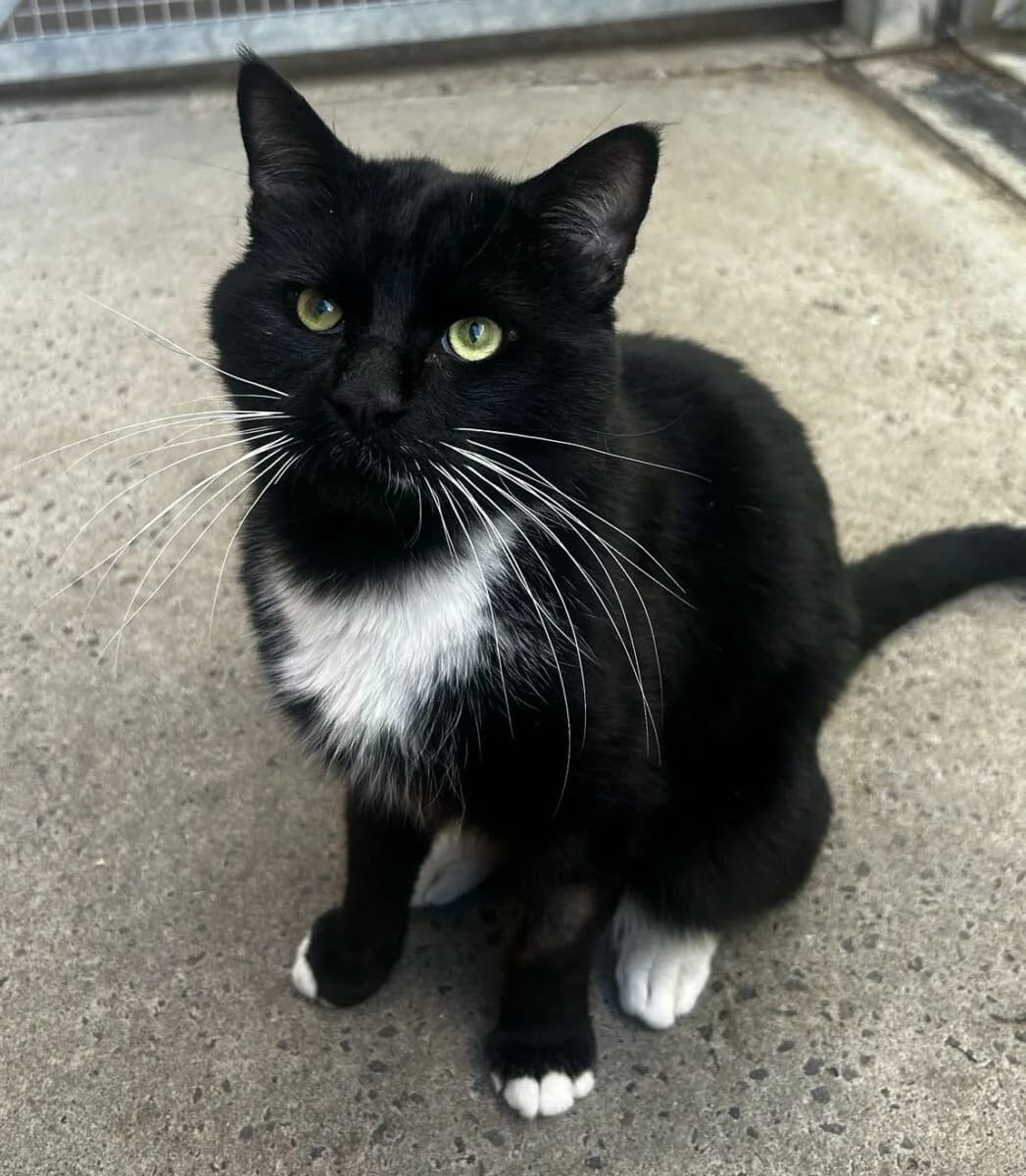 Ray, male 7yo Mixed Breed for adoption at Newcastle Dog and Cat Shelter, Newcastle