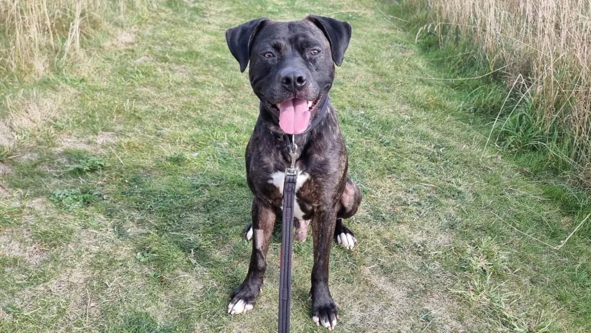 Reuben, male 4yo English Bulldog for adoption at Newcastle Dog and Cat Shelter, Newcastle