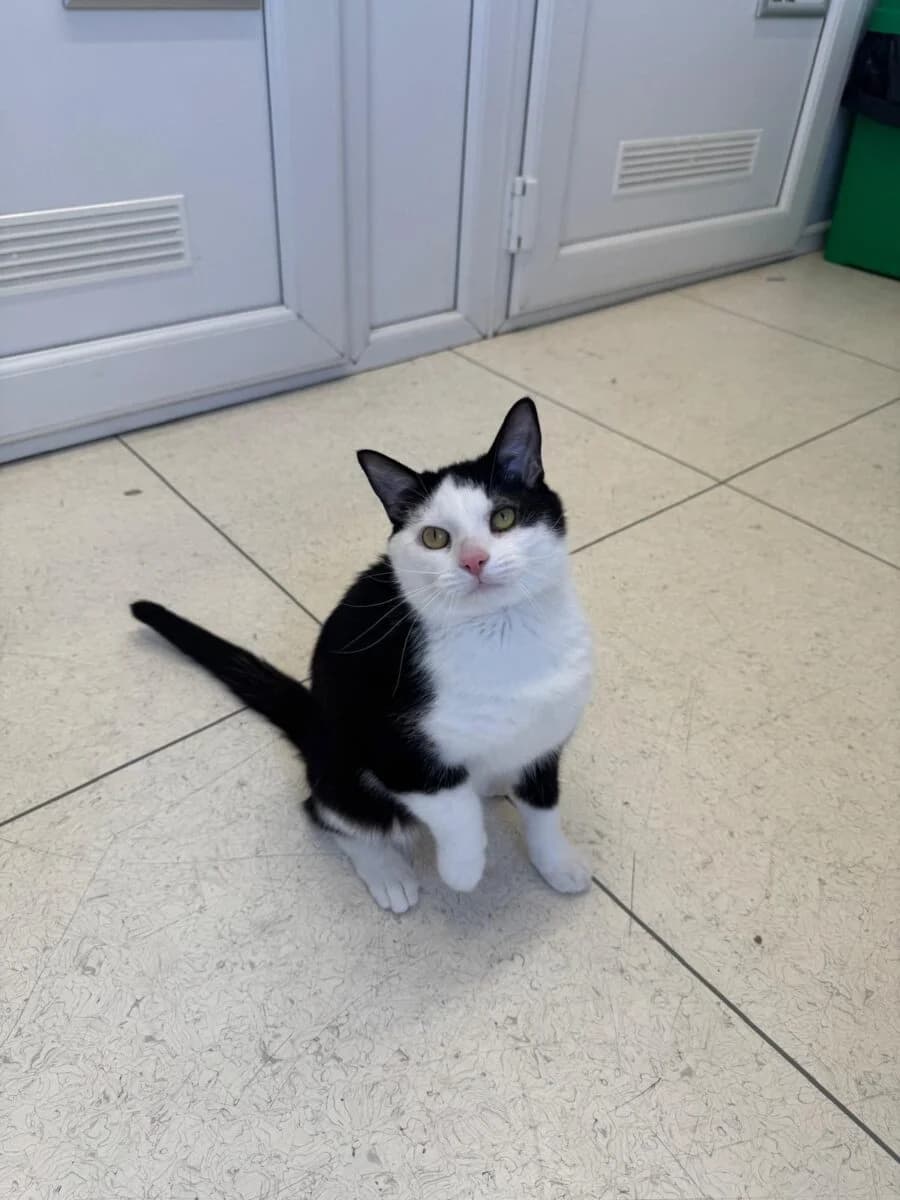 Rex, male young Mixed Breed for adoption at Newcastle Dog and Cat Shelter, Newcastle