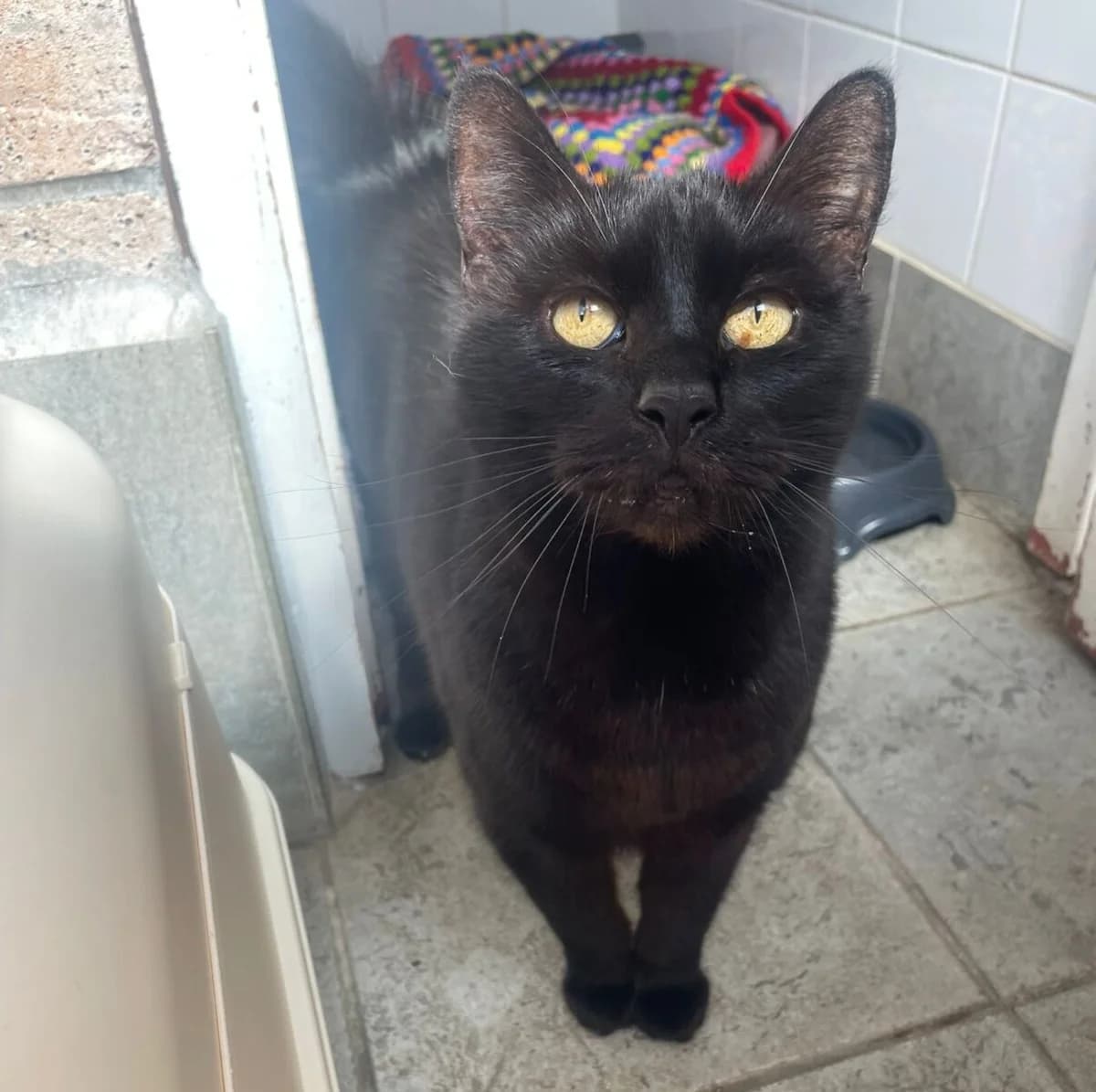 Rosie, female senior Mixed Breed for adoption at Newcastle Dog and Cat Shelter, Newcastle