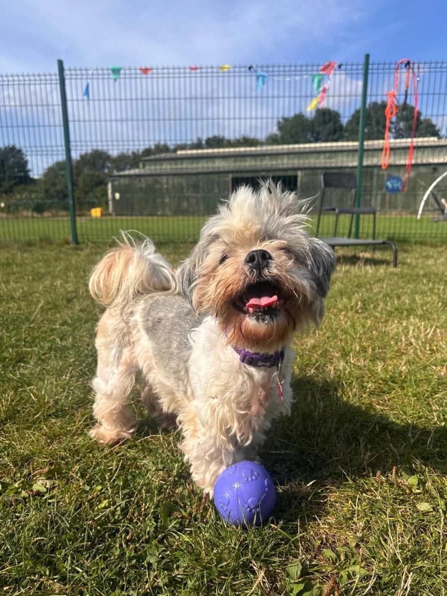 Sage, female 7yo Shih Tzu for adoption at Newcastle Dog and Cat Shelter, Newcastle