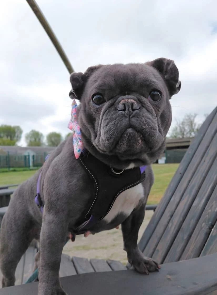 Serena, female 4yo English Bulldog for adoption at Newcastle Dog and Cat Shelter, Newcastle