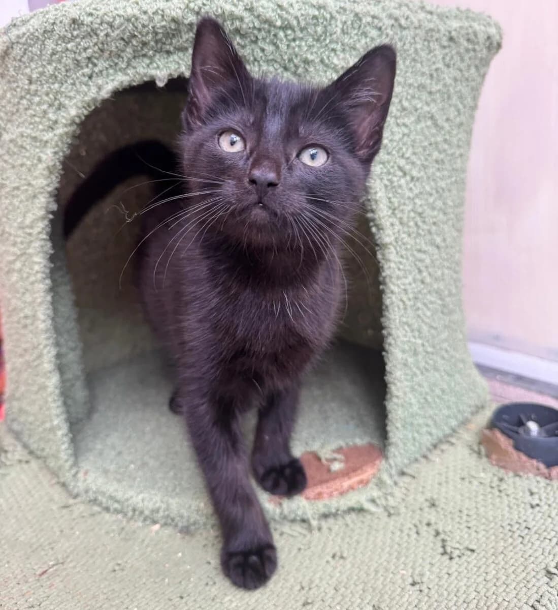 Skippy, male Mixed Breed for adoption at Newcastle Dog and Cat Shelter, Newcastle