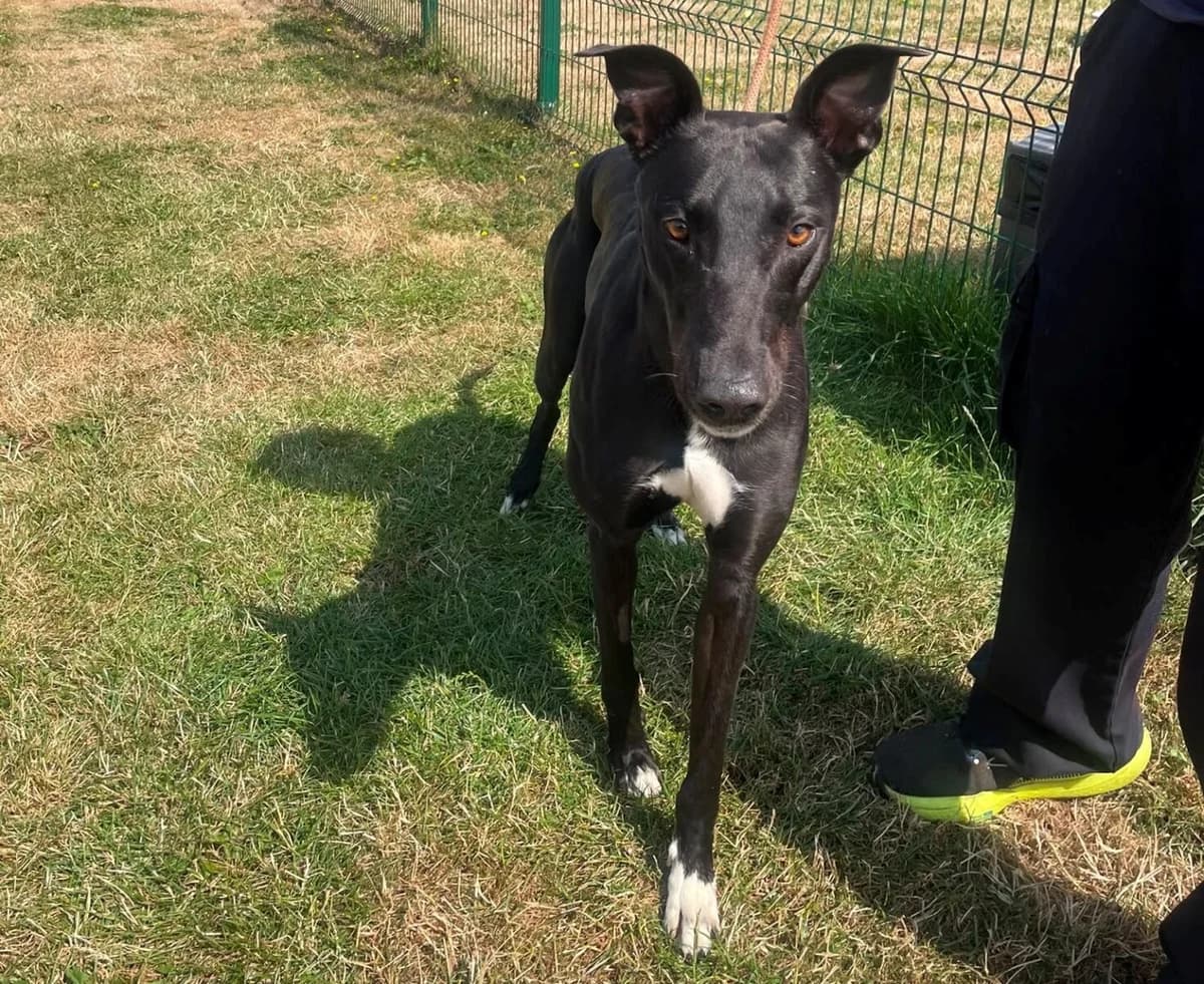 Stefan, male Lurcher for adoption at Newcastle Dog and Cat Shelter, Newcastle