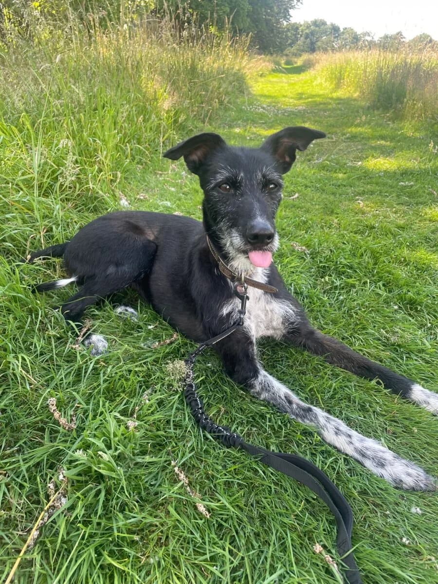 Strudel, female 6yo Lurcher for adoption at Newcastle Dog and Cat Shelter, Newcastle