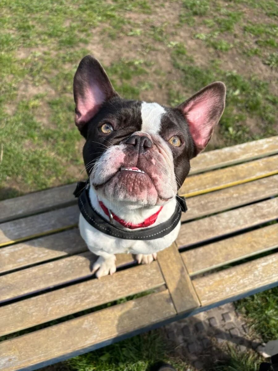 Sugar, young English Bulldog for adoption at Newcastle Dog and Cat Shelter, Newcastle