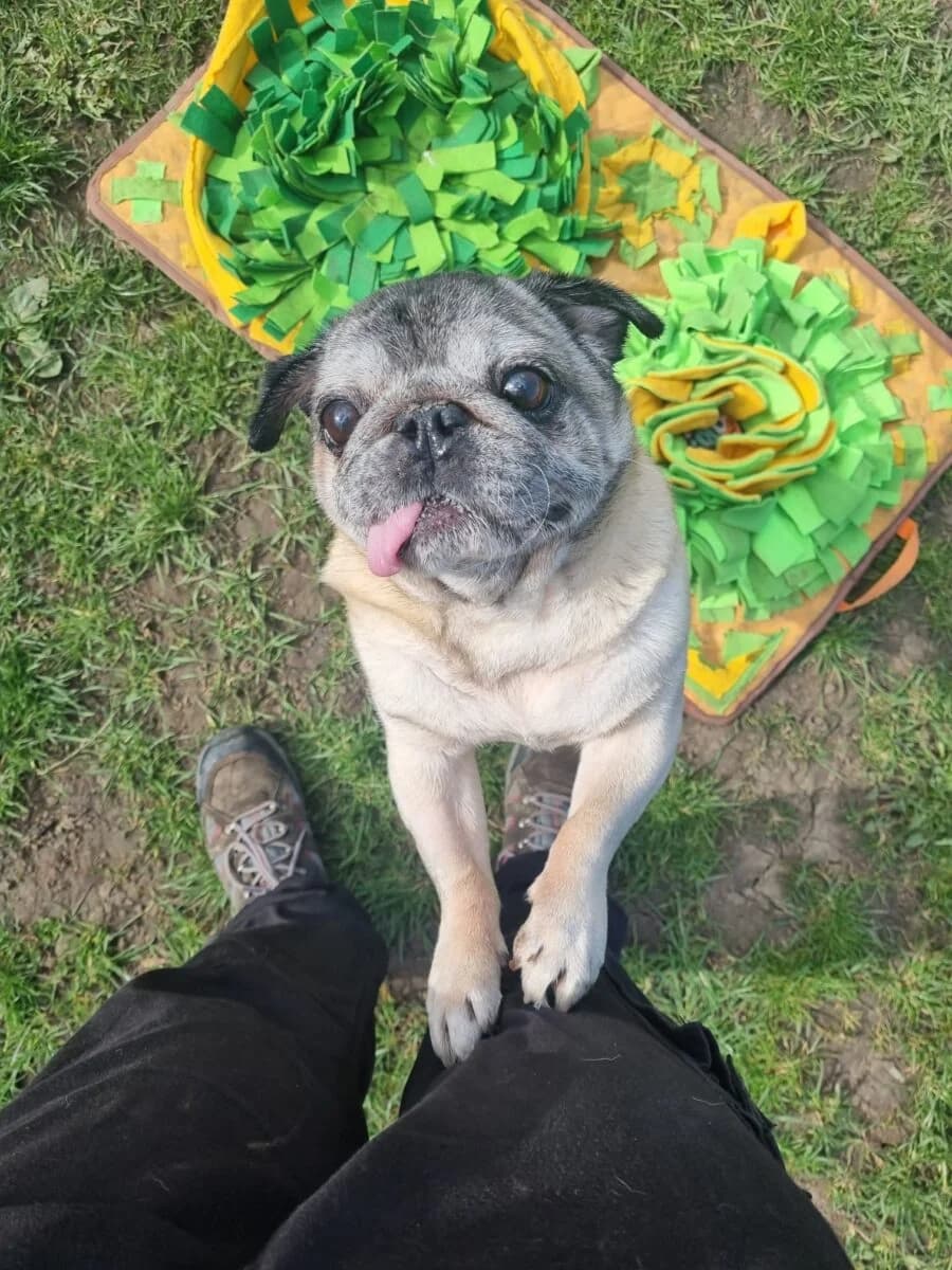 Ted, male Pug for adoption at Newcastle
