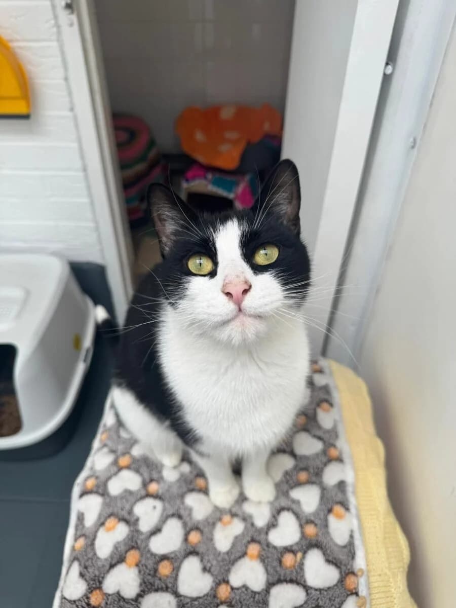 Tipsy, male 3yo Mixed Breed for adoption at Newcastle Dog and Cat Shelter, Newcastle